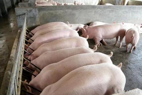 养母猪划算还是养肉猪划算,养母猪要养哪种品种最好