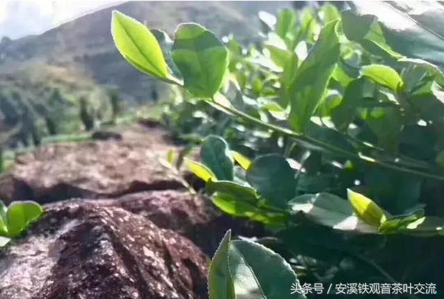 为什么有的铁观音喝着嘴里发涩,铁观音喝起来有酸涩感正常吗