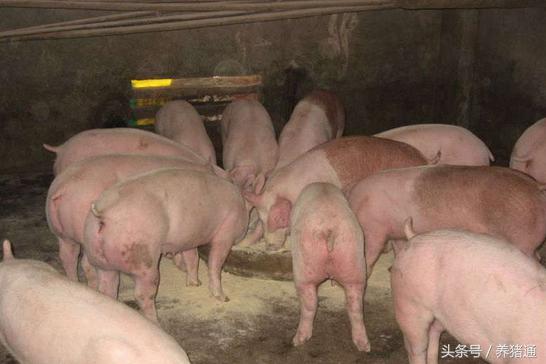 养母猪划算还是养肉猪划算,养母猪要养哪种品种最好