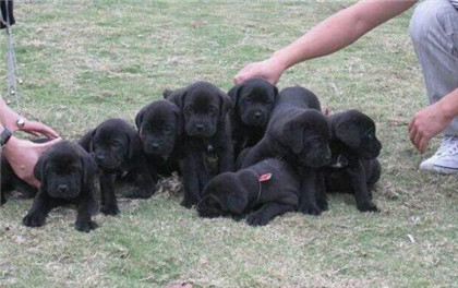 卡斯罗纯种分辨,如何辨别卡斯罗是公的母的