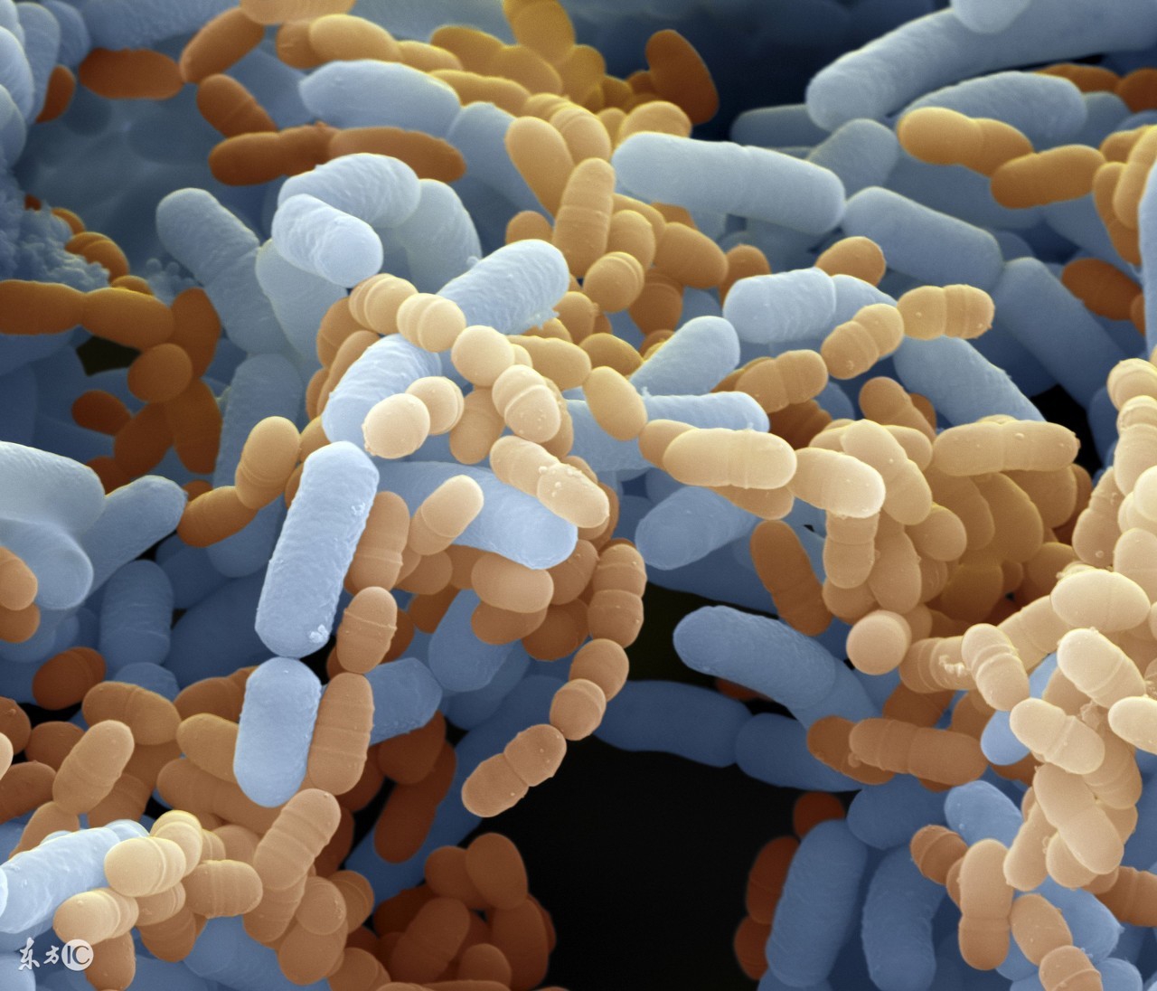 益生菌买回来不知道吃多少,益生菌你不知道的那些事