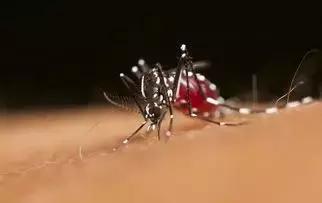 患者感染疟疾后的主要表现,怎样得知自己是否被感染