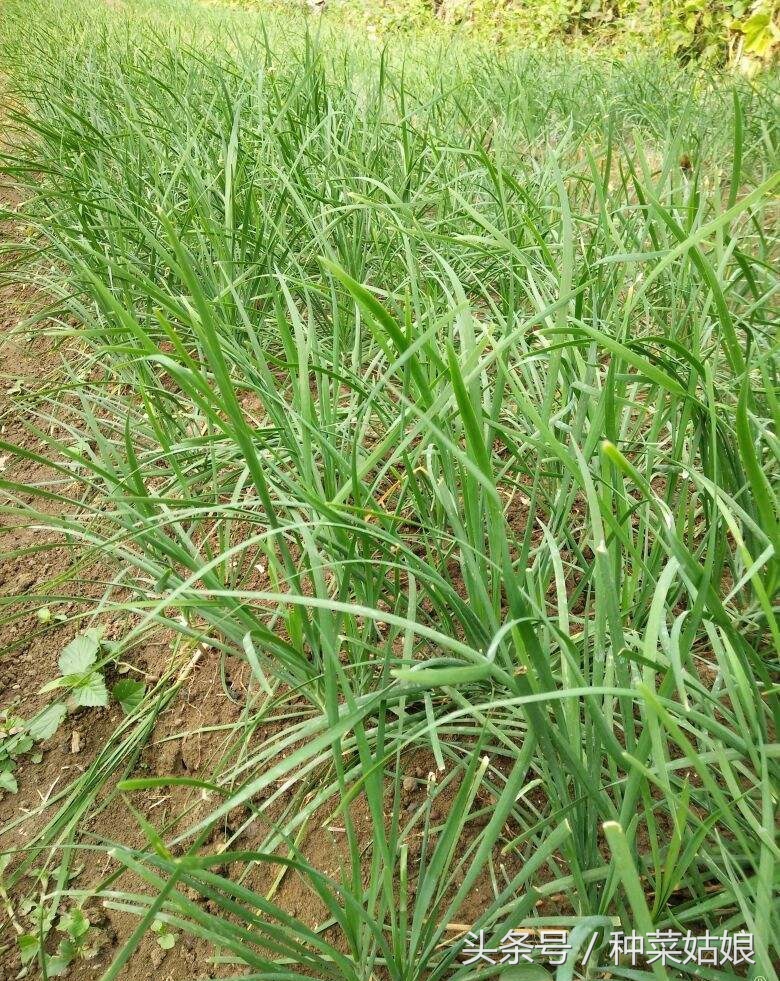 种的韭菜怎么能绿没干尖,韭菜干尖是什么原因