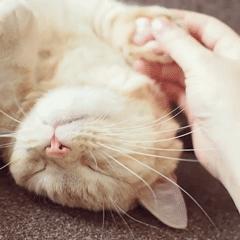 猫爪肉球形状判断猫咪性格,猫咪肉球颜色决定猫咪性格