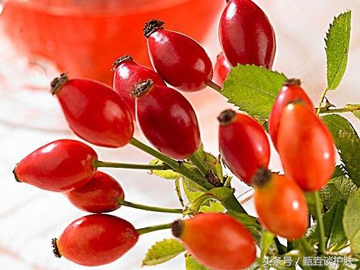 玫瑰果油真的很火吗,玫瑰果油有那么神奇吗