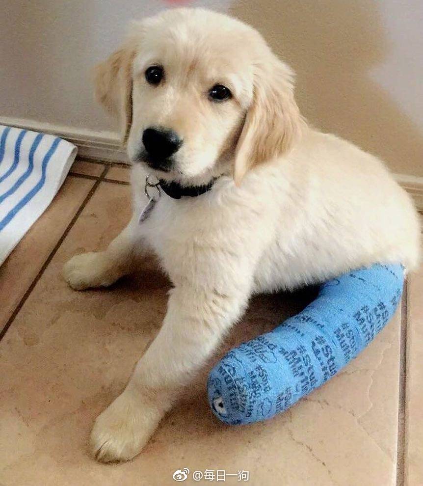 网友家的小金毛Rio秉着不作不死的原则，把腿摔断了还继续作死