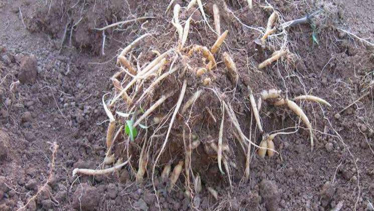 青钱柳;太子参具体高产栽培管理技术措施