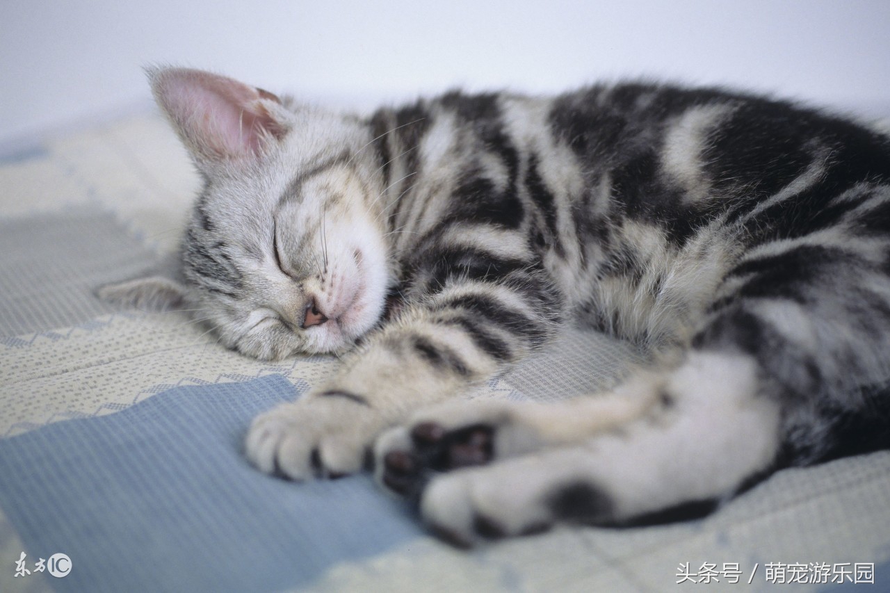 猫咪尿路结石的成因与治疗方法