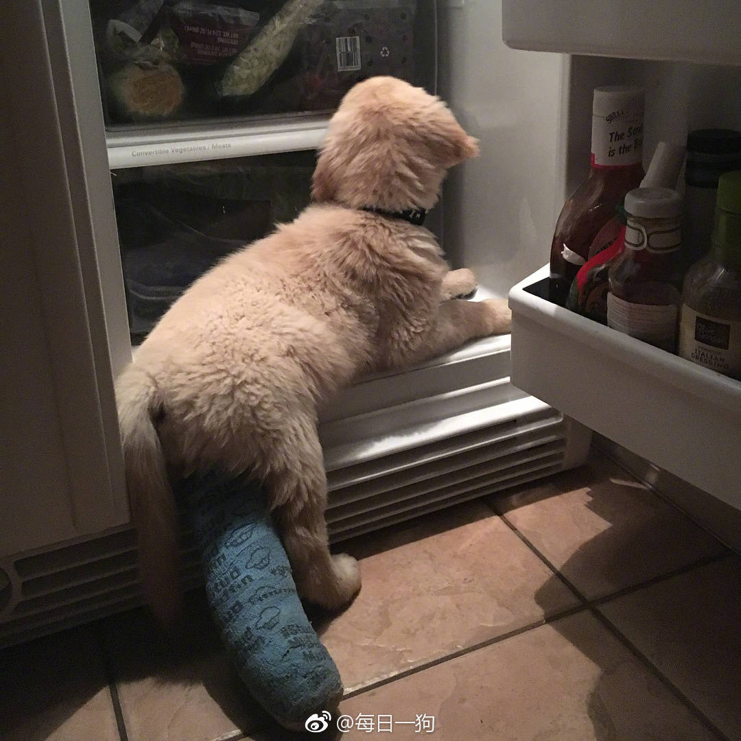 网友家的小金毛Rio秉着不作不死的原则，把腿摔断了还继续作死