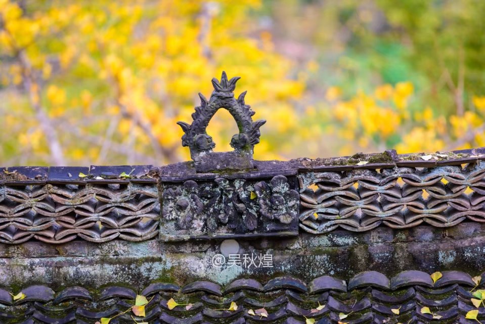 洛阳千年银杏林免费景点,洛阳有银杏叶的公园视频