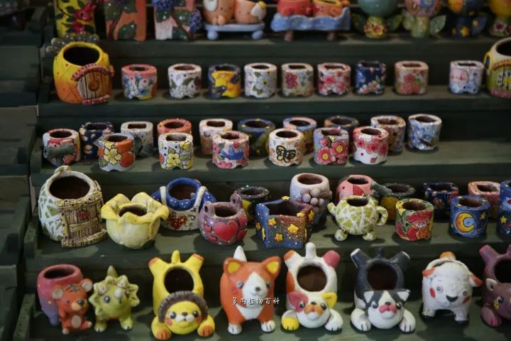 公认最美4种多肉植物图片,2014年上海多肉植物展图片