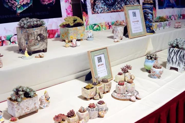 公认最美4种多肉植物图片,2014年上海多肉植物展图片