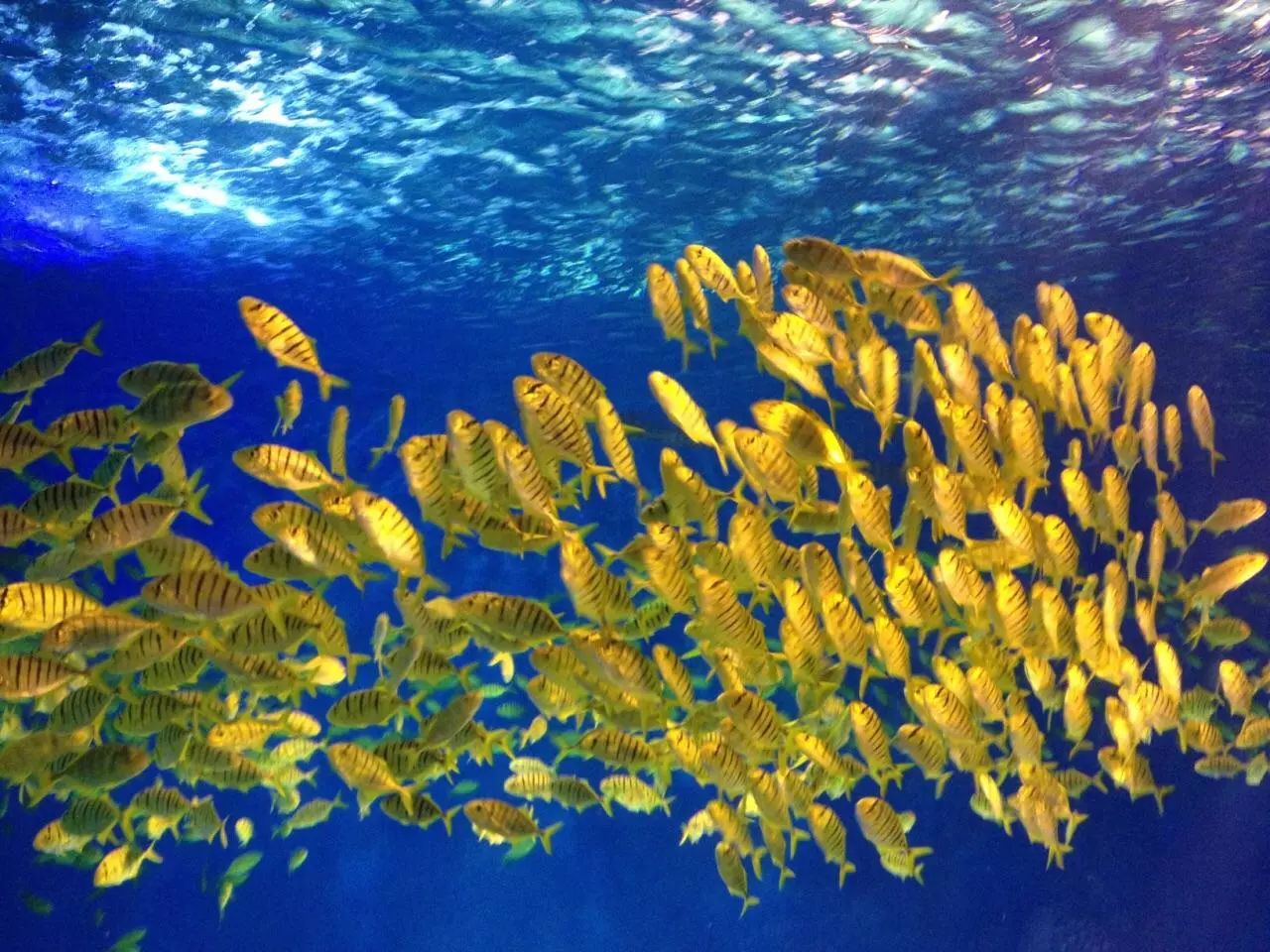 上海松江未来地铁线路图2025超清,上海各区旅游地铁线路图