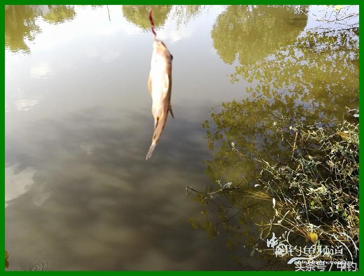 爽钓渔具,爽钓黄金版