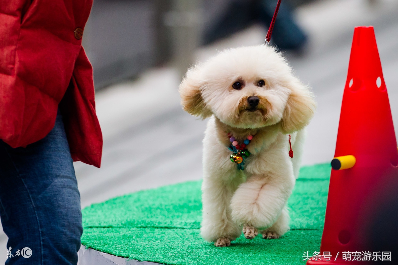 狗狗怀孕的最佳时间表,怀孕狗狗正确喂食时间表