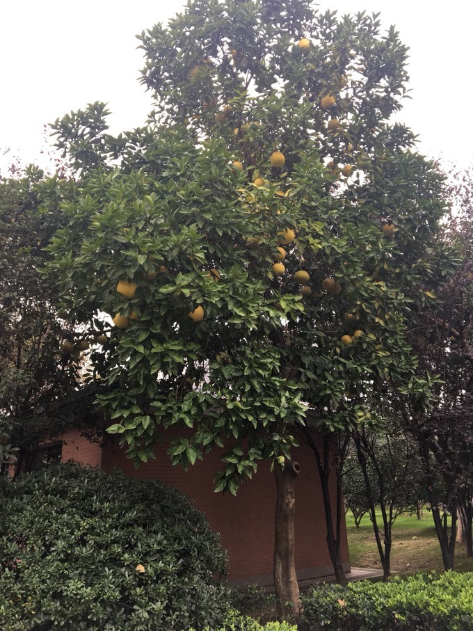 长沙张家界5天游,长沙张家界凤凰6天5晚品质游