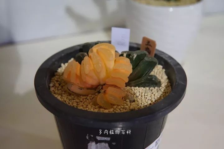 公认最美4种多肉植物图片,2014年上海多肉植物展图片