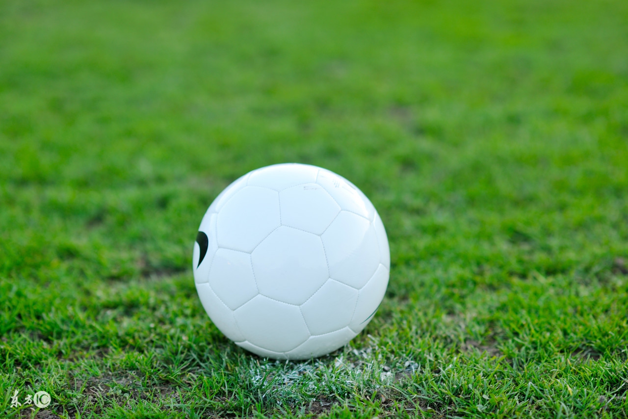 养花的技巧马蹄莲的养护,花卉大全马蹄莲