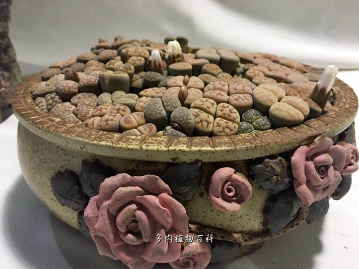 公认最美4种多肉植物图片,2014年上海多肉植物展图片