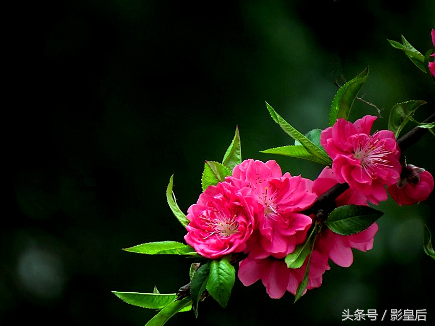 三生三世十里桃花诗,三生三世十里桃花帝君