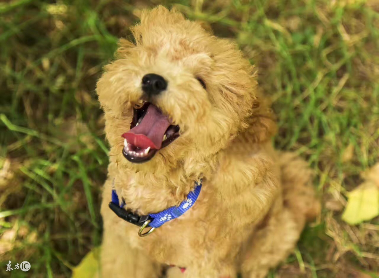 泰迪吃什么能保护牙齿,怎么护理泰迪的牙齿