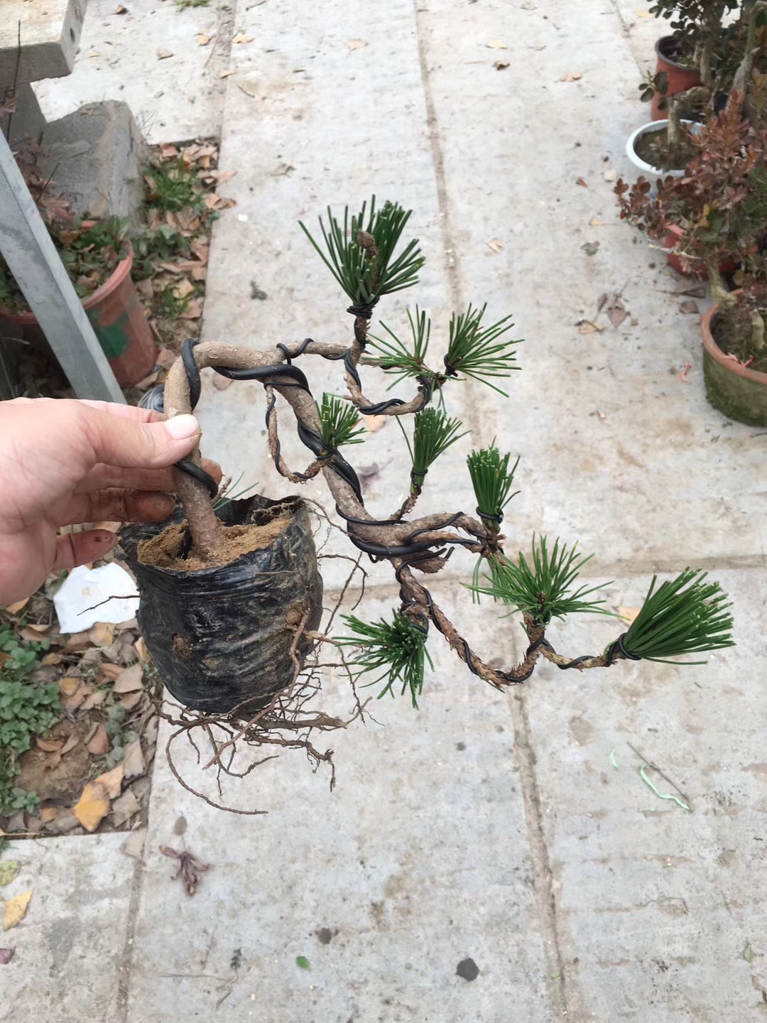 形态各异的黑松盆景,黑松盆景三支素材怎么造型