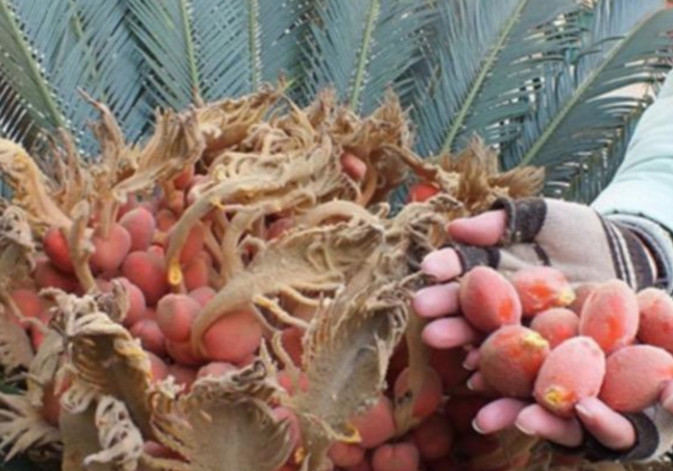 农村大爷卖果树苗,铁树果子多少钱1斤