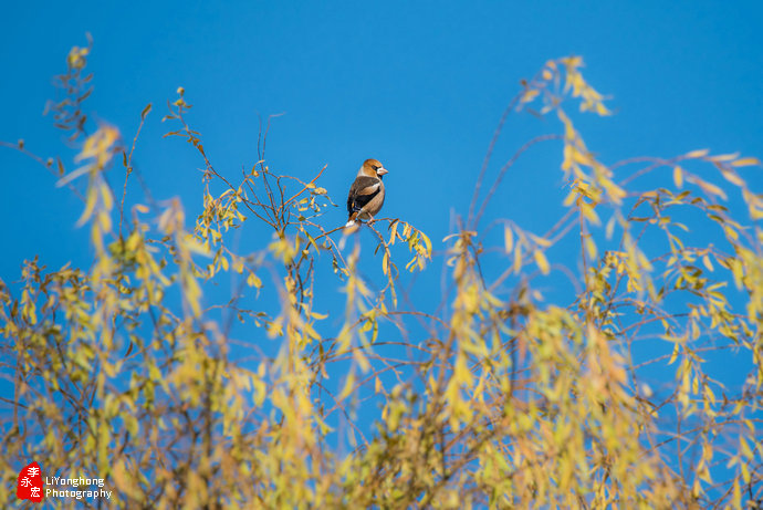 沈阳莫子山公园榆树,沈阳莫子山公园游记