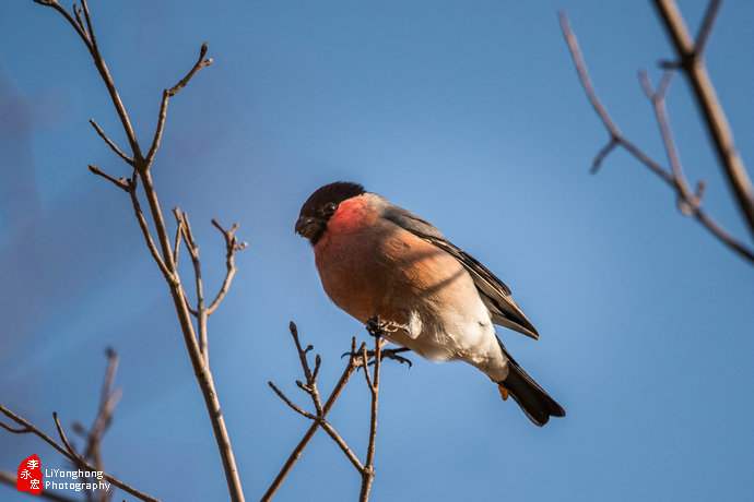 沈阳莫子山公园榆树,沈阳莫子山公园游记