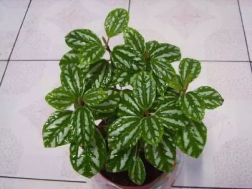 绿植,最安全健康“保护伞”