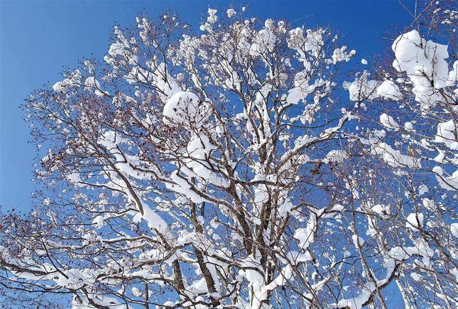 冷空气接踵而至，检验造林树种抗雨雪冰冻能力的时候到了