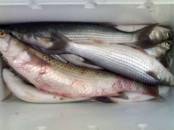 湛江钓水面乌头,湛江雷州钓乌头