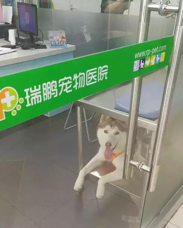 中国为什么没有正规的宠物医院,国内靠谱的宠物医院