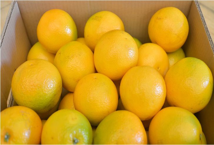 褚橙什么时候上市,褚橙火爆原因