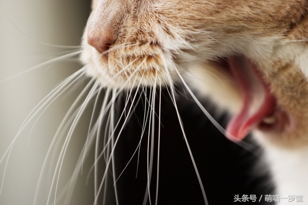 猫咪呕吐的原因及处理方法,猫咪吐毛球和呕吐的区别