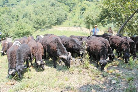 乌骨羊养殖适应气候条件,乌骨羊种羊养殖