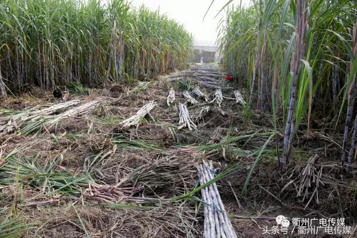 衢州这个地方,连空气都是甜甜的!