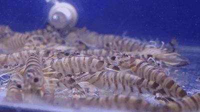 天津藏在小巷里网红店,天津和平区日料店推荐