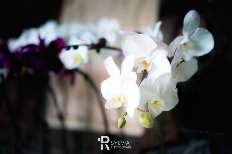 春节去三亚避寒攻略,冬天来三亚避寒