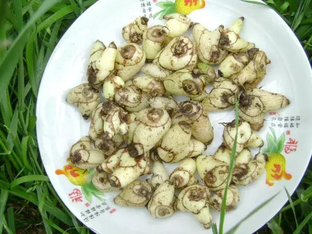 白芨的防病过程,白芨种植用药配方