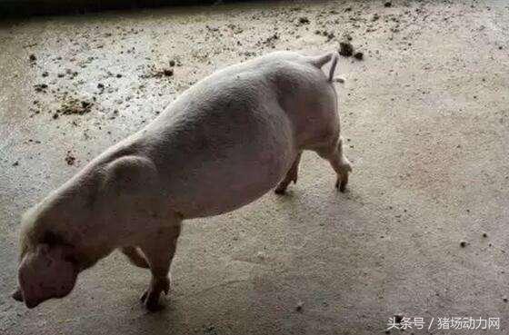 猪得胀气束手无策，看看这几个方法你用了没？