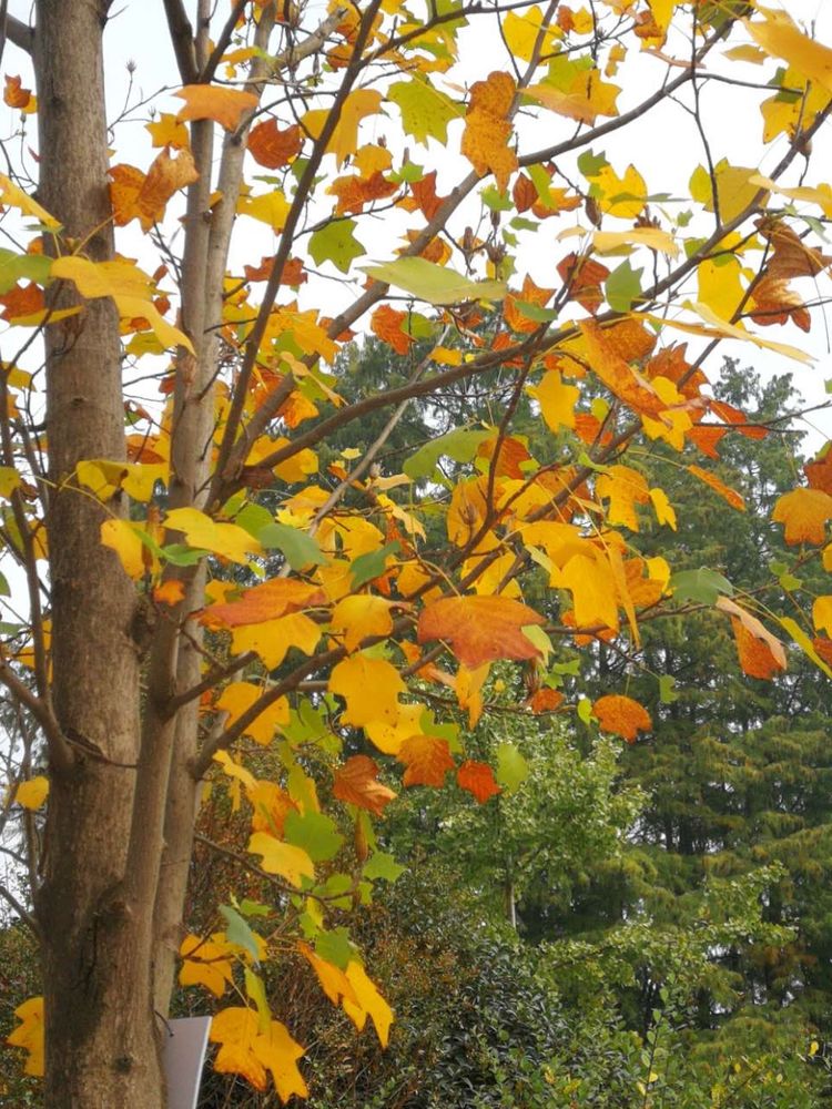 十大最美校园深圳大学,探访最美大学武汉大学