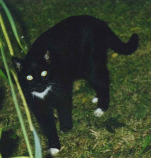 半夜走路遇到黑猫有什么办法破解,晚上12点遇到黑猫是什么征兆