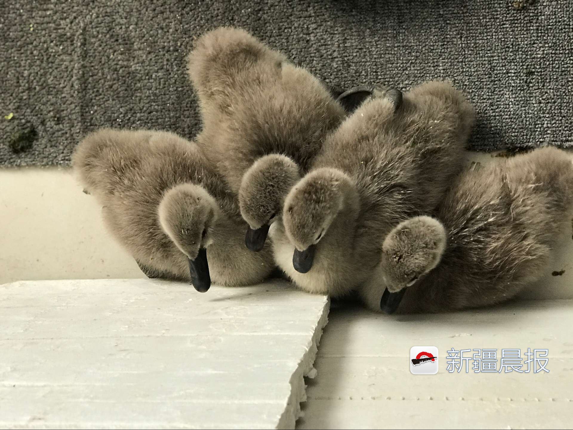 心都萌化了婴儿,心都萌化了小说