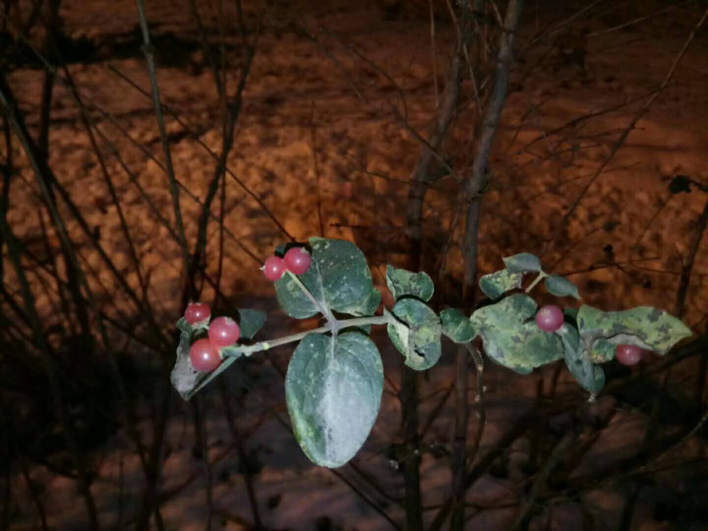 白雪中的红玫瑰花语,白雪中的粉玫瑰