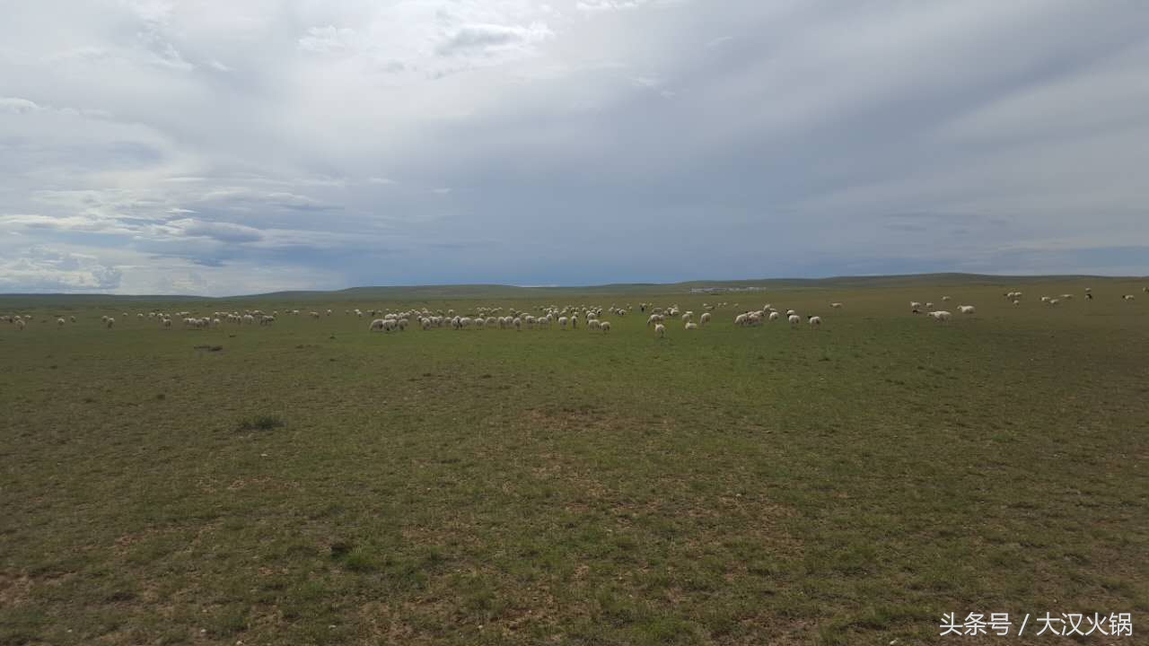 内蒙古大草原正宗羊肉,内蒙古正宗草原羊肉