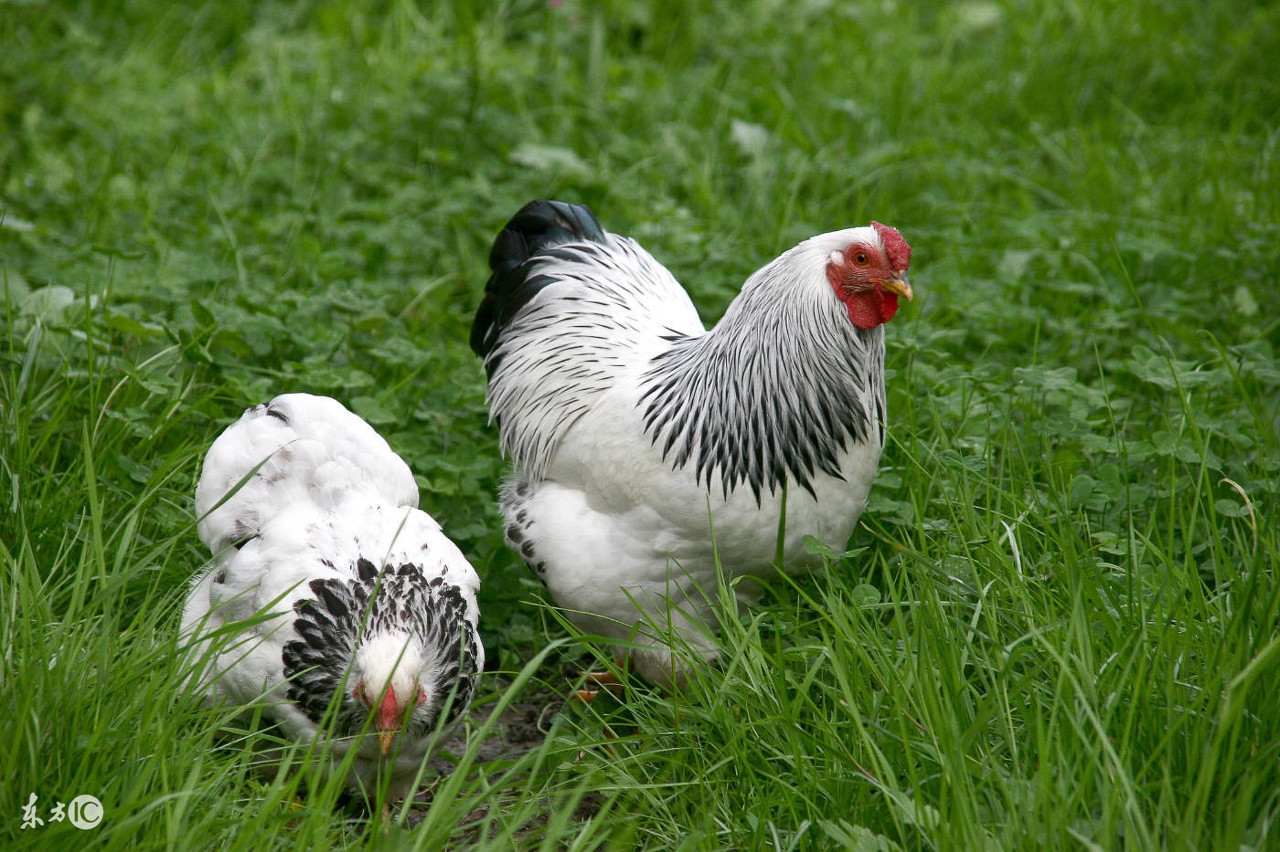 养鸡用药需要注意哪些对人有害的,养鸡有4忌