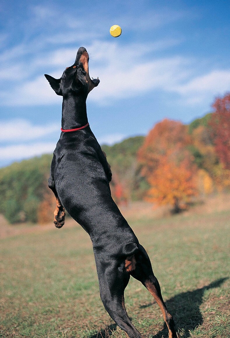 杜宾犬的习性有哪些,杜宾犬的日常生活