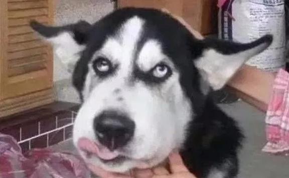 哈哈哈，原谅我拖拉机般的笑声！当喵星人被蜜蜂蜇了之后