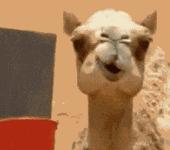 什么牌子的喜糖最好吃,喜糖推荐测评